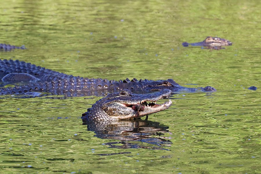 Alligator eating