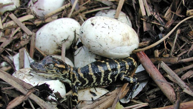 Alligator eggs - Hero