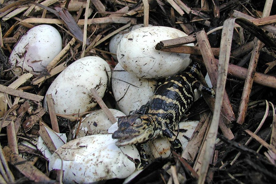 Alligator eggs in nest