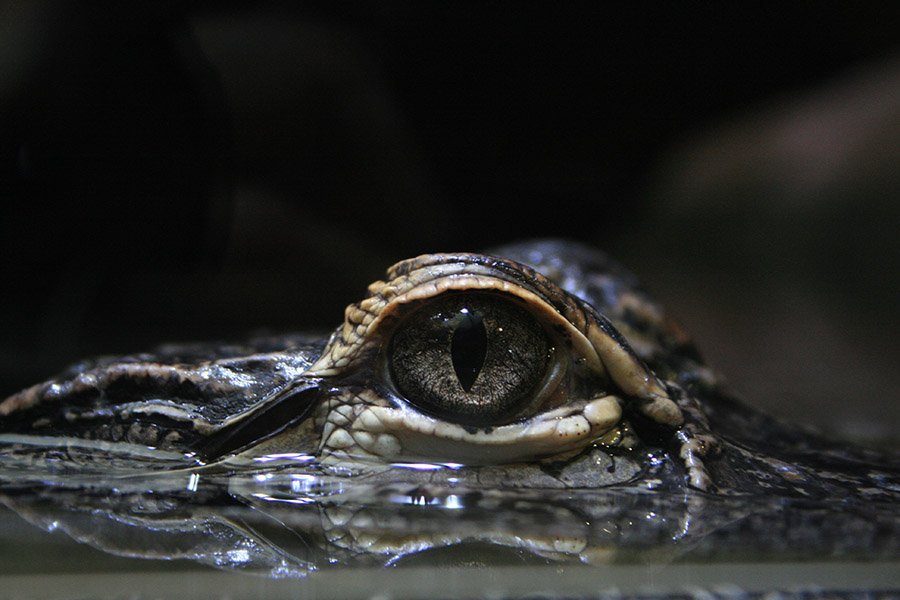 Alligator eye closeup