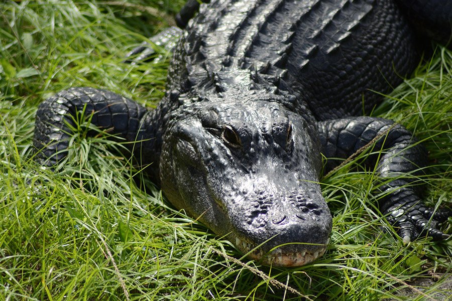 Alligator face