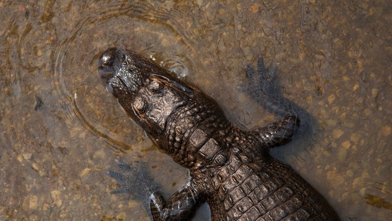 Alligator from above