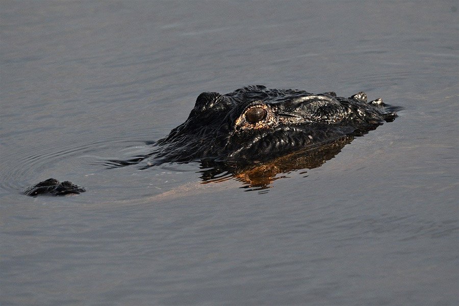 Alligator head in water