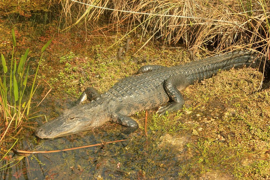 Alligator in a swamp