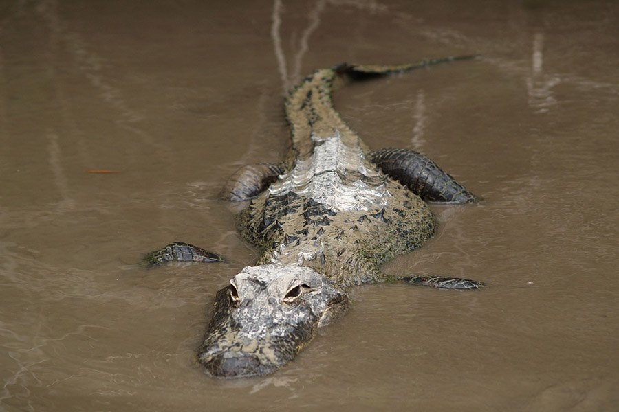 Alligator in the mud