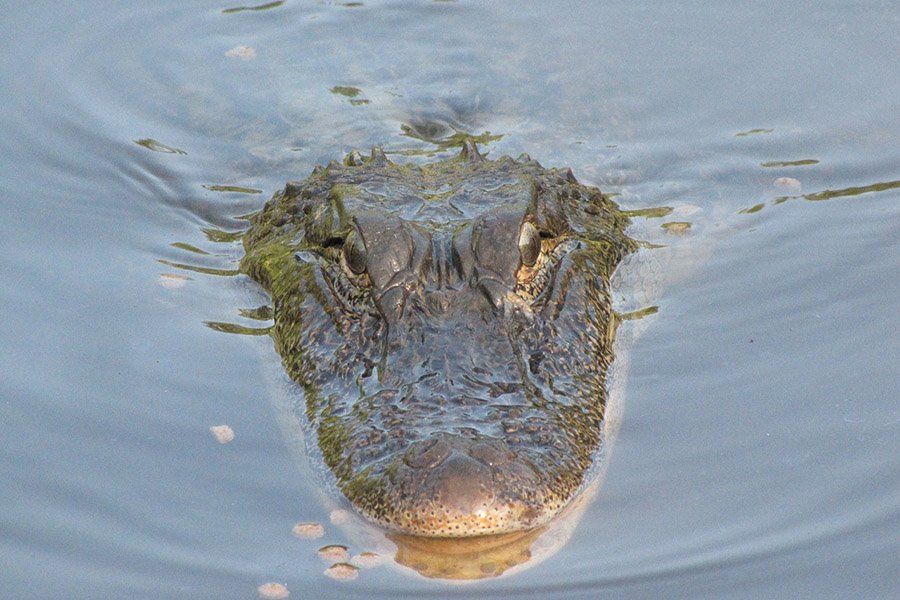 Alligator in water swimming
