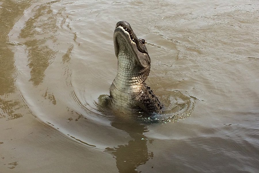 Alligator jumping