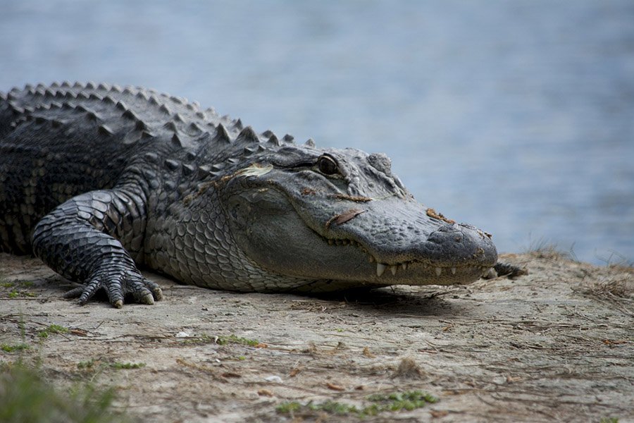 Alligator on a sandy beach