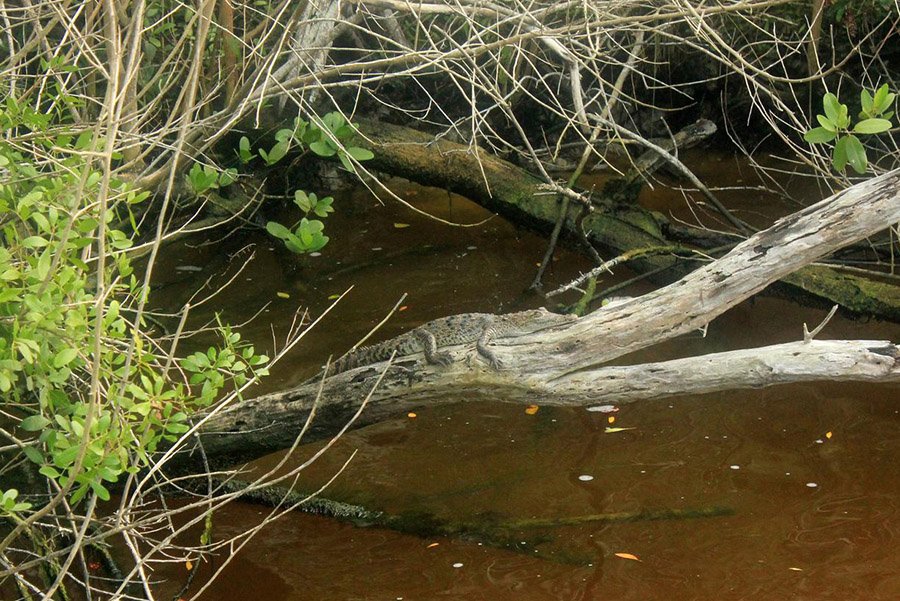 Alligator on a tree in Florida