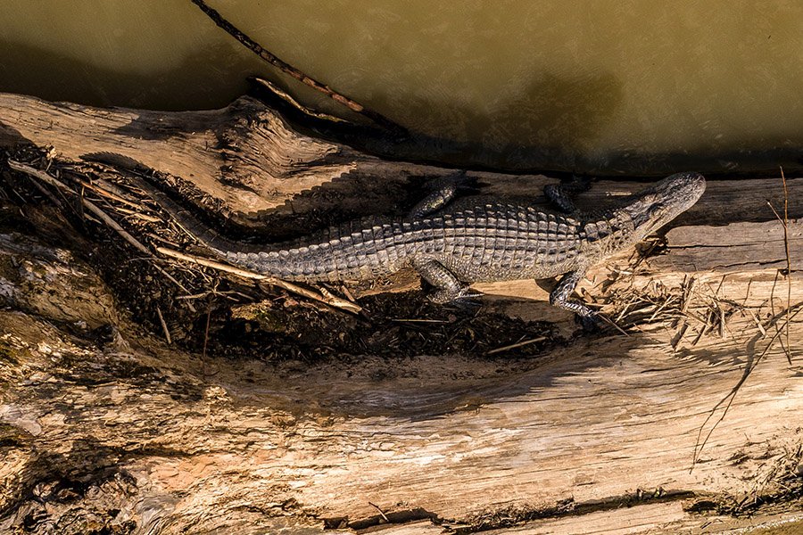 Alligator on a tree log