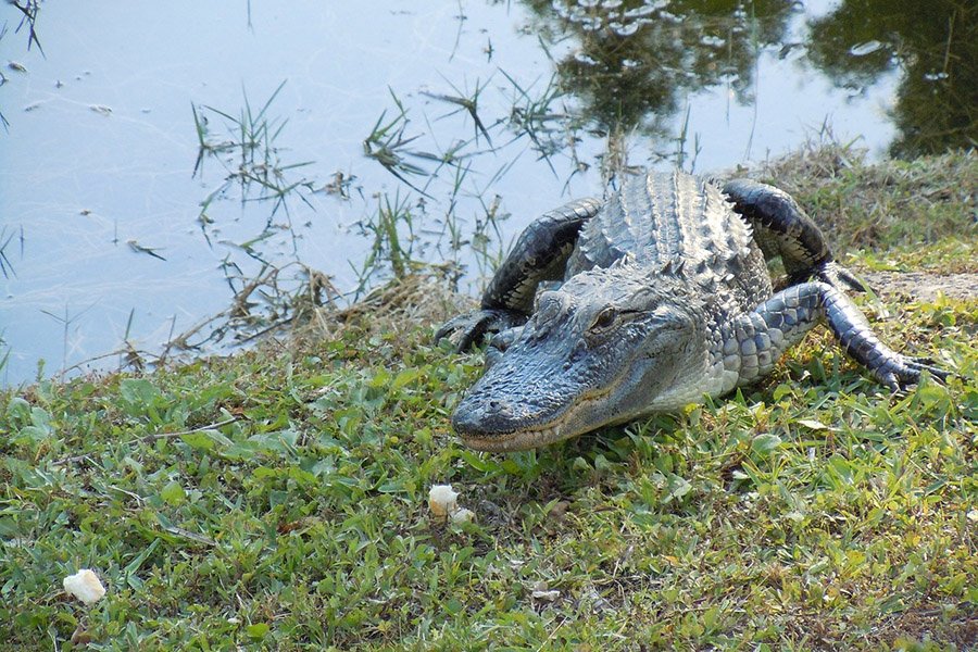 Alligator on river bank