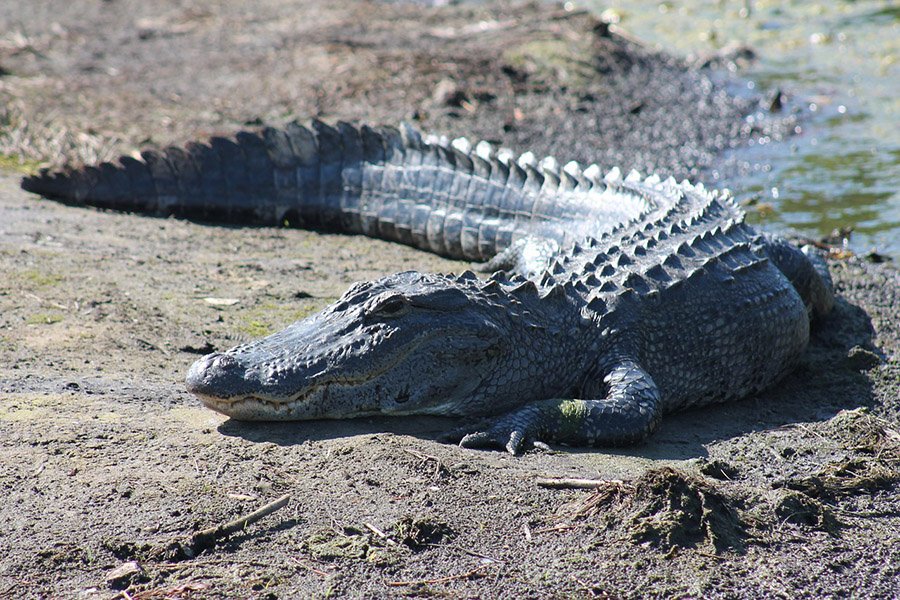 Alligator on river beach