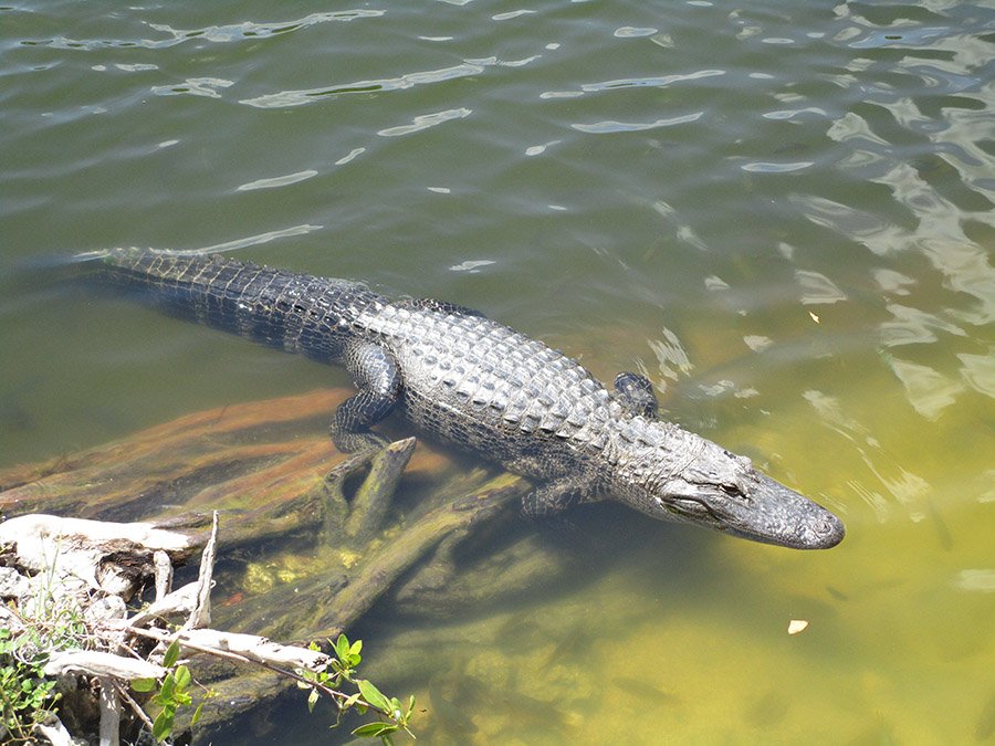 Alligator resting in water