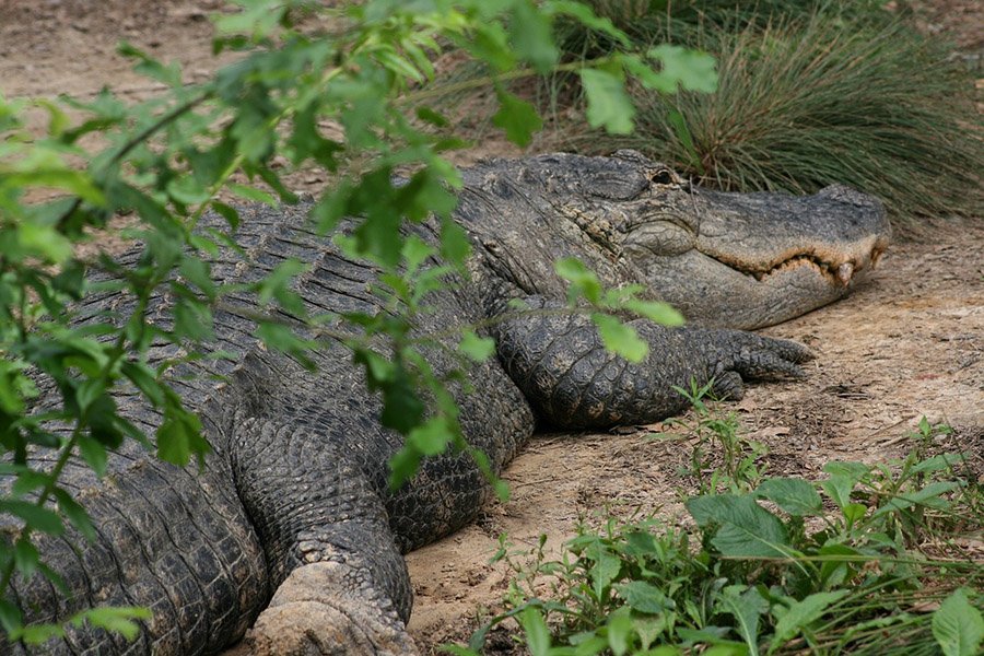 Alligator resting on land