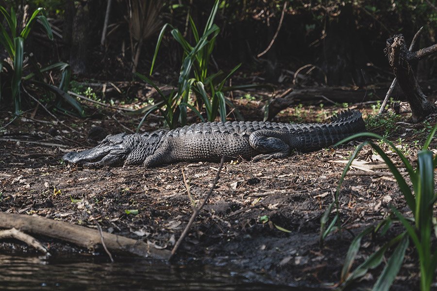 Alligator resting under trees