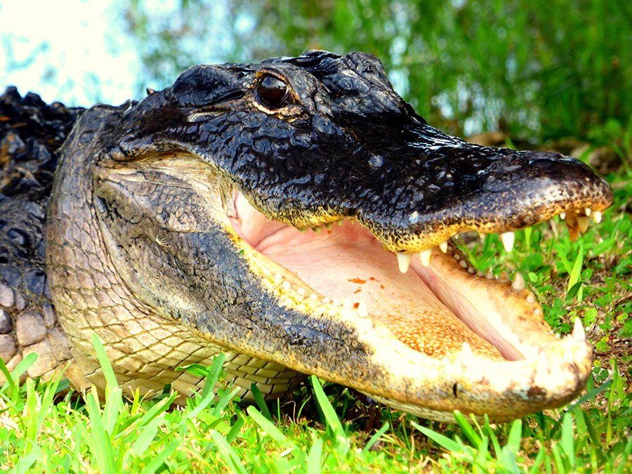 Alligator showing teeth