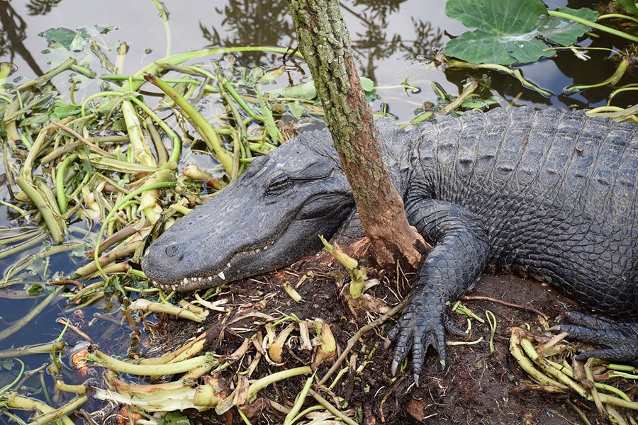 Alligator sleeping near water