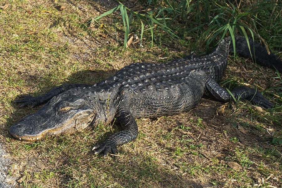 Alligator sleeping on grass