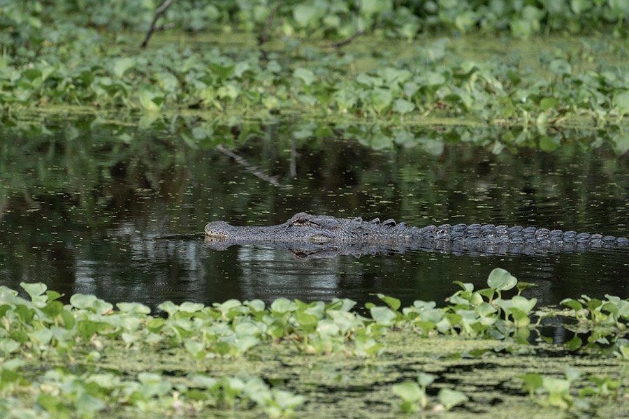 Alligator swimming among floating plants