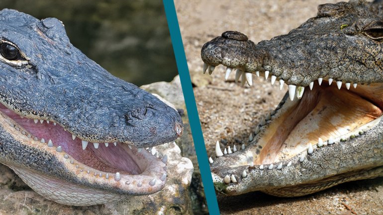 Alligator vs Crocodile - Hero