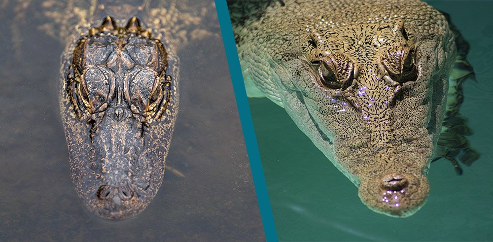 Alligator vs Crocodile Snout