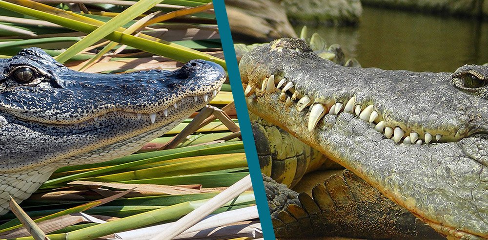 Alligator vs Crocodile Teeth