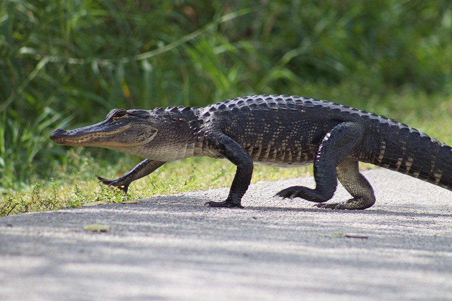 Alligator walking