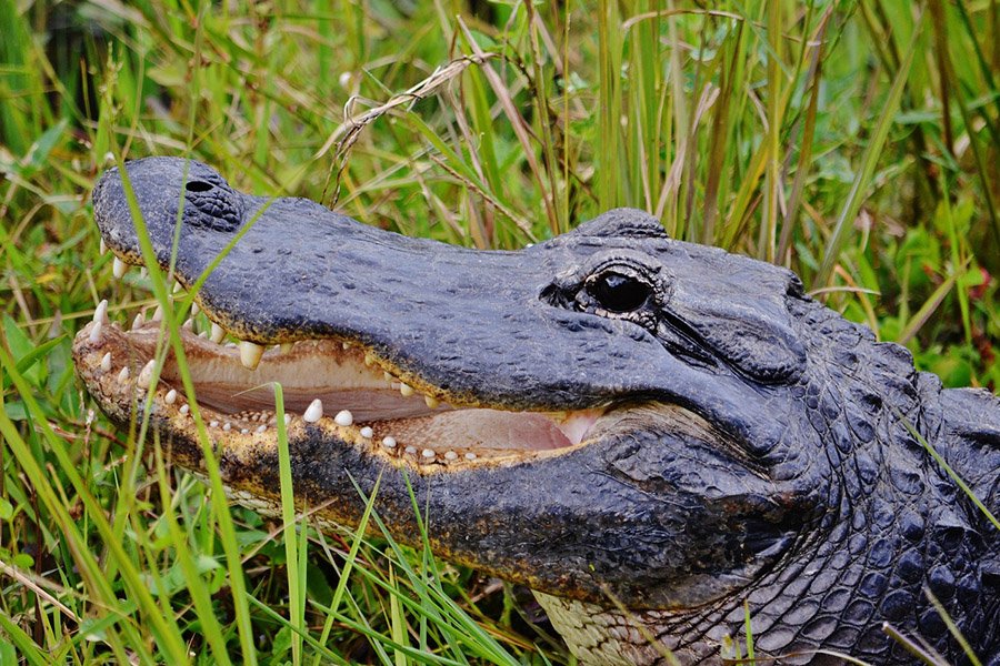 Alligator with open mouth