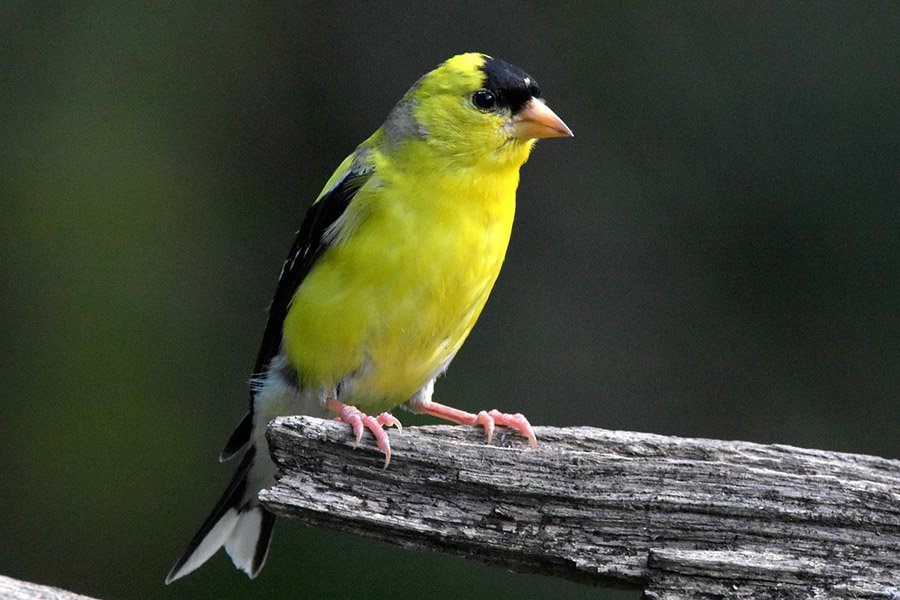 American Goldfinch