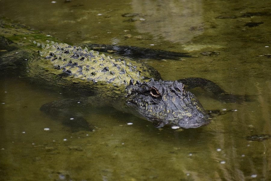 American alligator in water