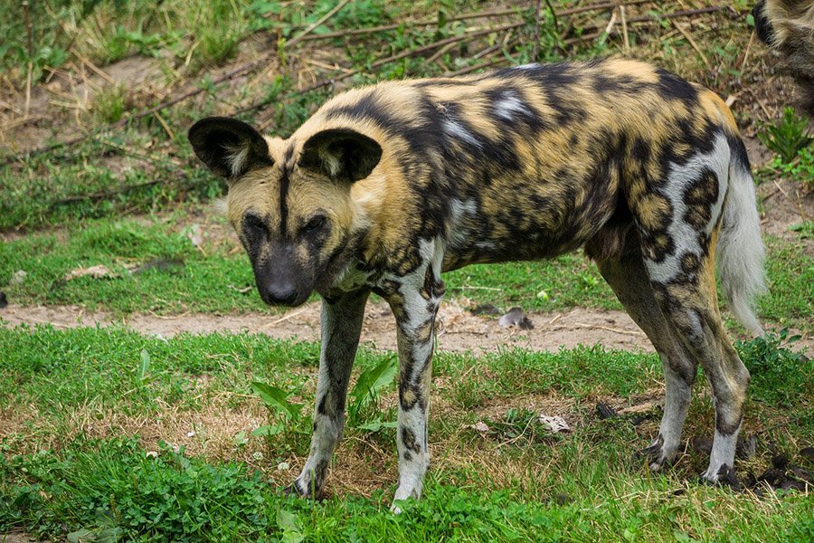 An African wild dog