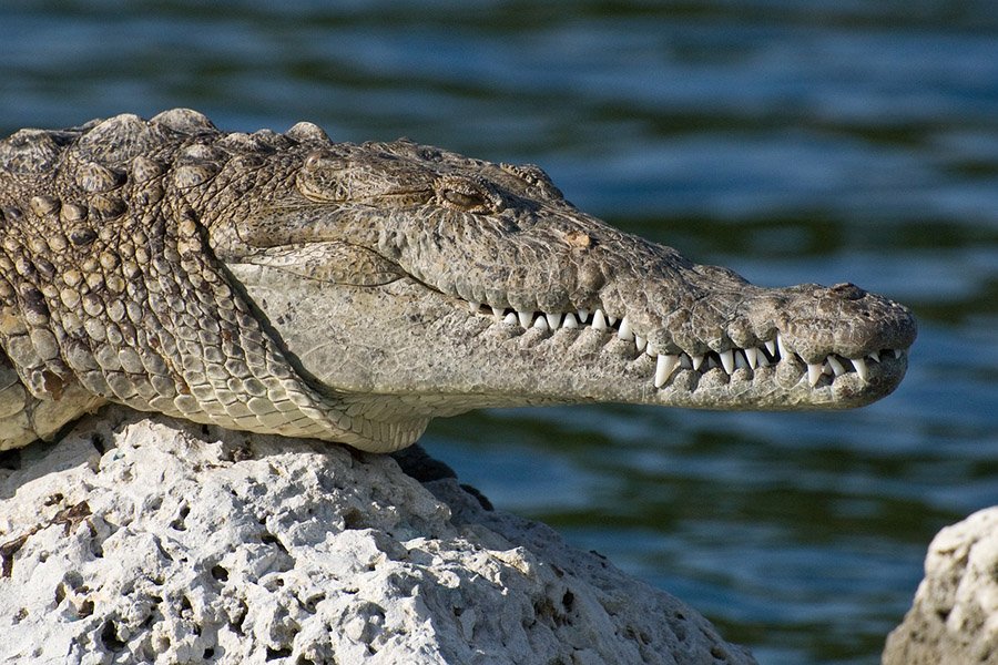 An American crocodile