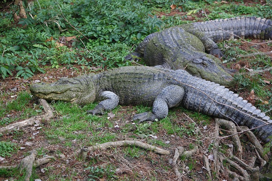 An alligator couple