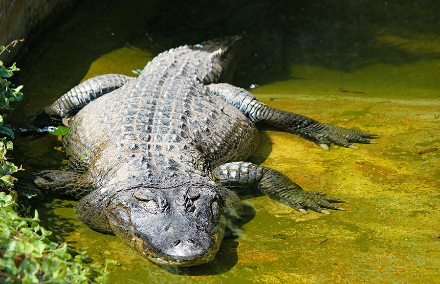 An alligator in a zoo in Czech Republic