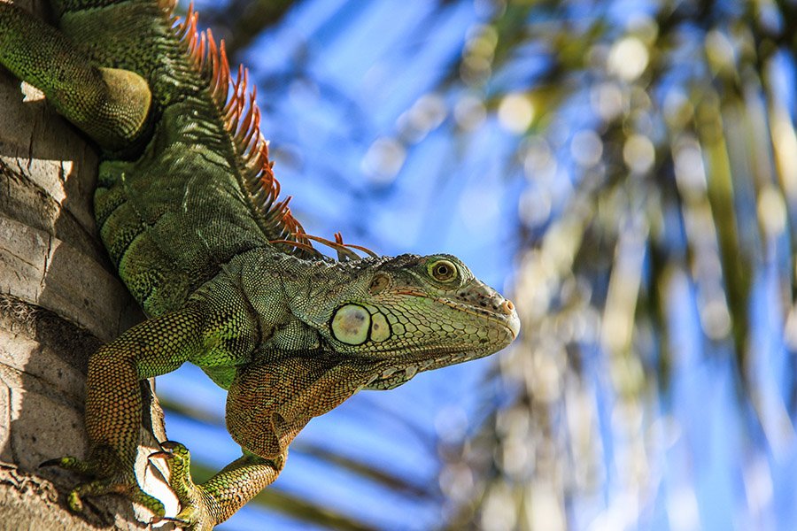 An iguana in Puerto Rico