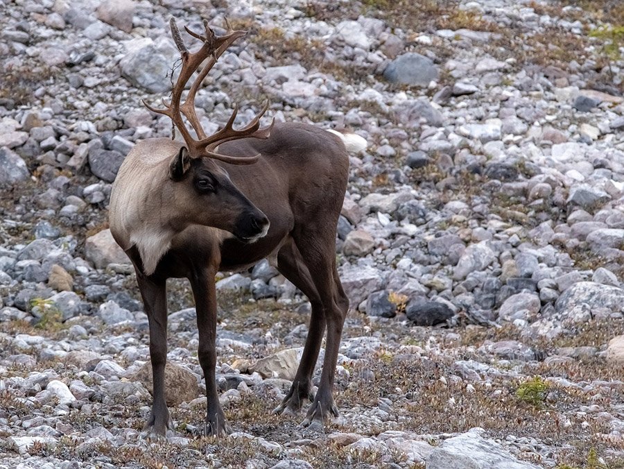 Animals with antlers - Caribou