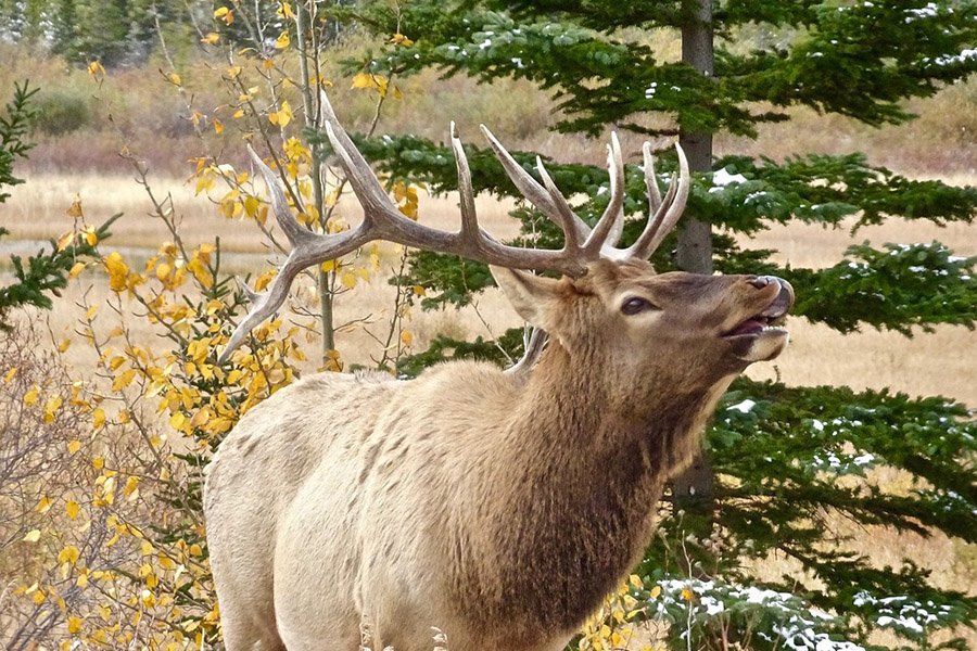 Animals with antlers - Elk