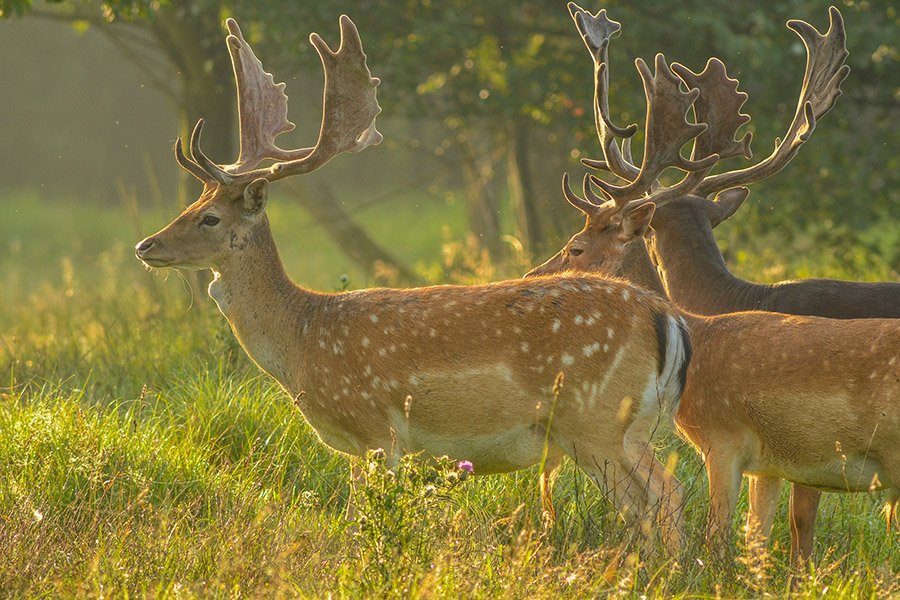 Animals with antlers - European Fallow Deer