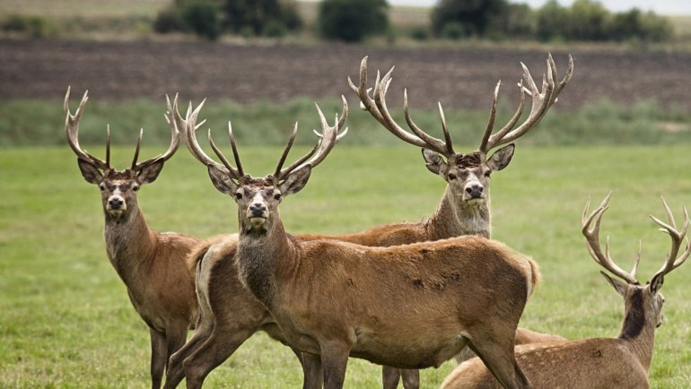 Animals with antlers - Hero