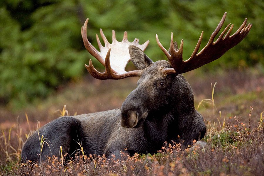 Animals with antlers - Moose