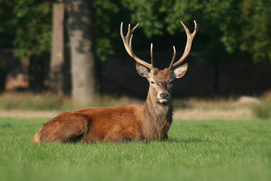 Animals with antlers - Red Deer