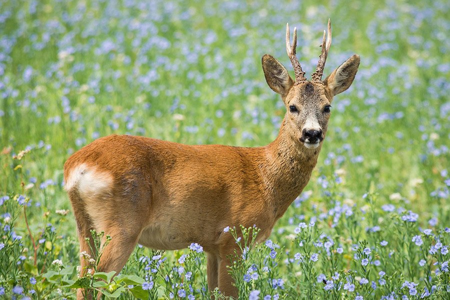 Animals with antlers - Roe Deer