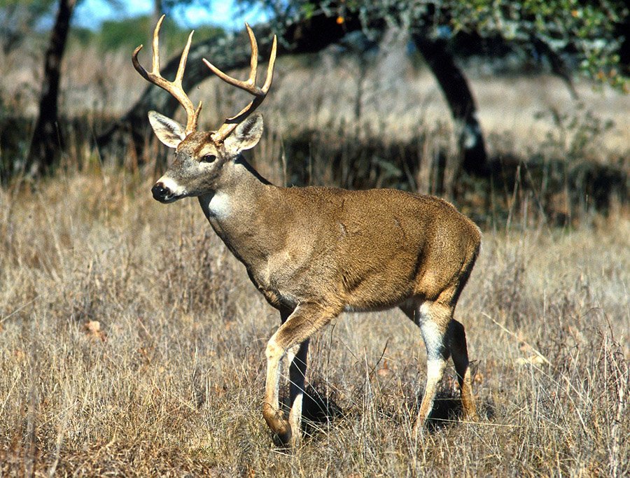 Animals with antlers - White-Tailed Deer