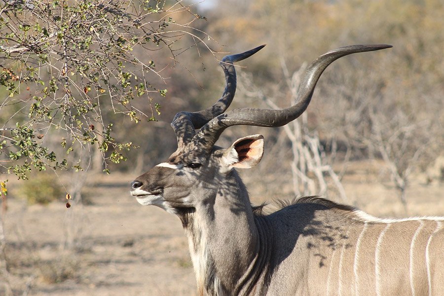 Animals with horns - Kudu