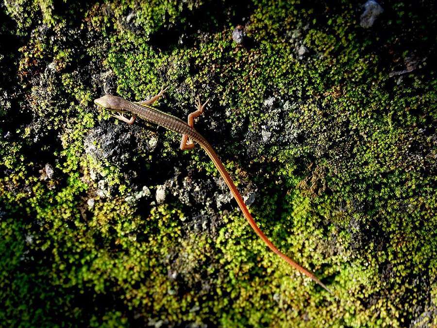 Animals with long tails - Asian grass lizard