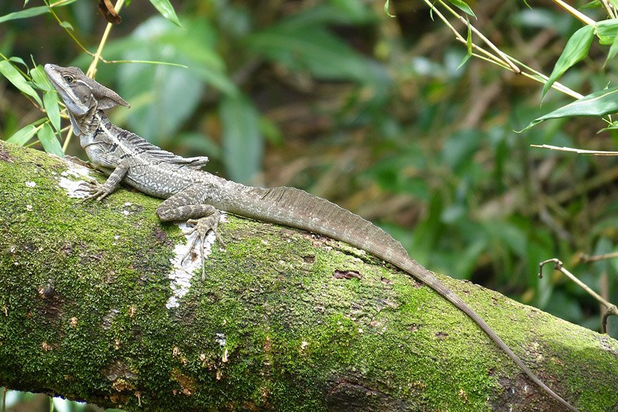 Animals with long tails - Basilisk