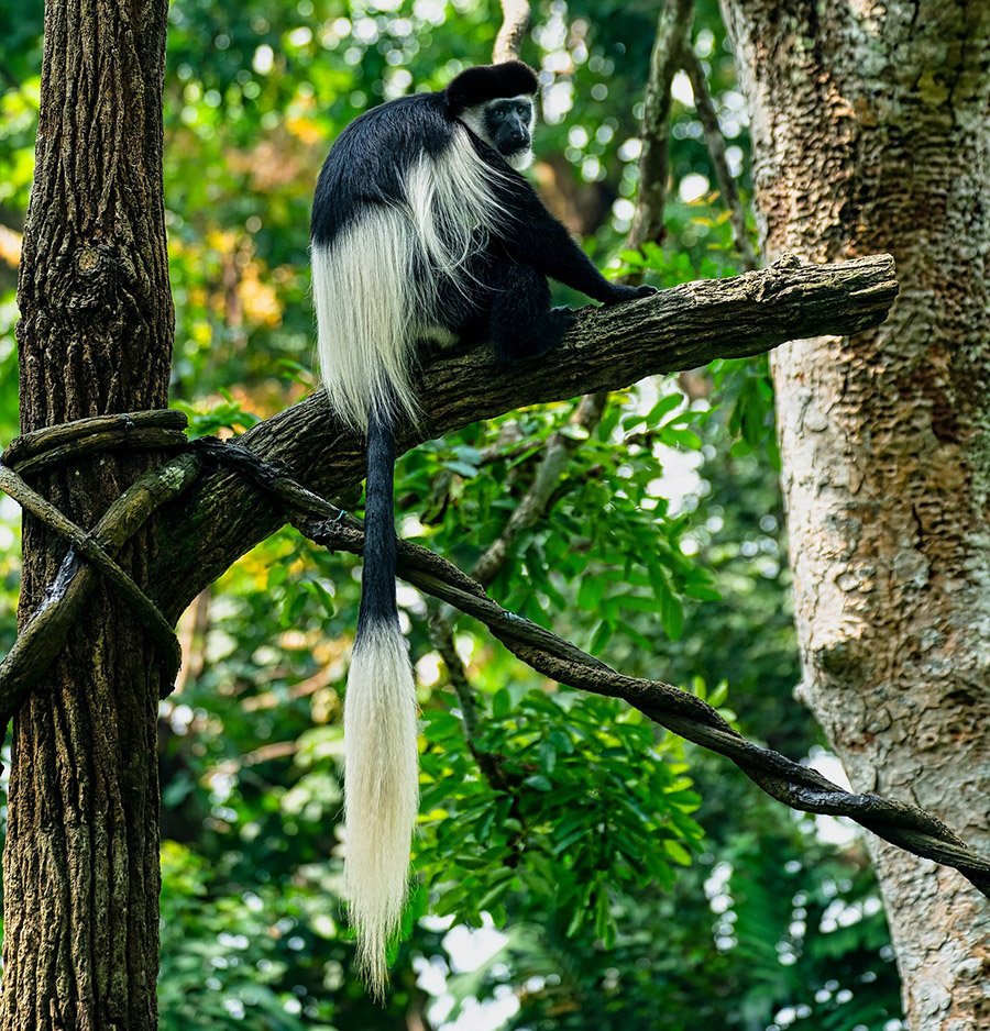 Animals with long tails - Colobus