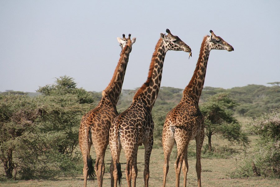 Animals with long tails - Giraffes