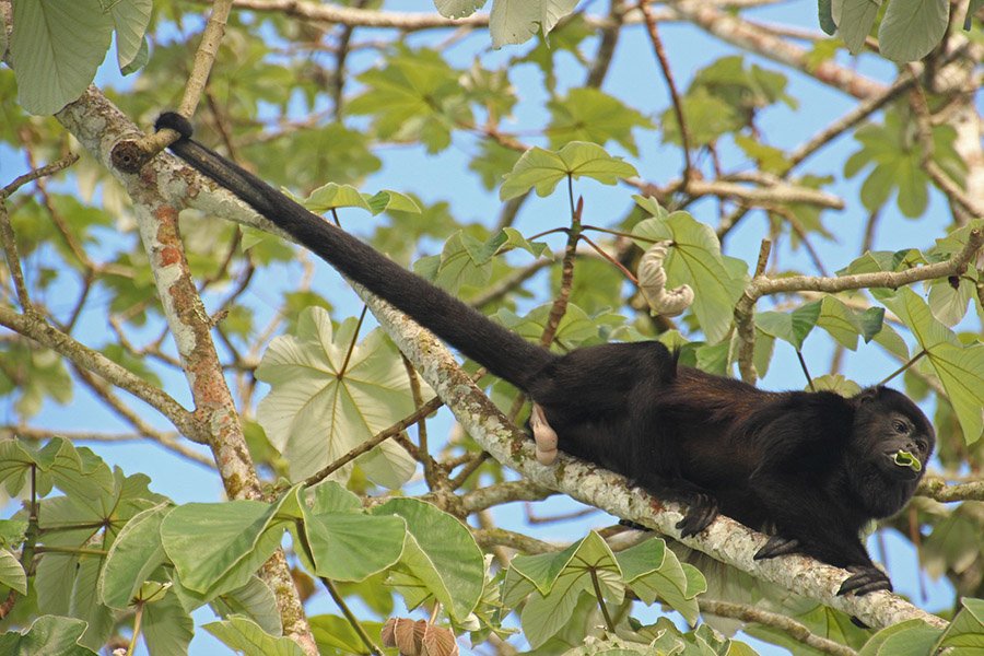 Animals with long tails - Howler monkey