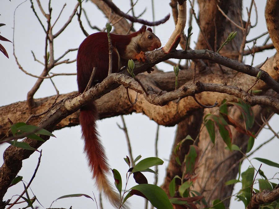 Animals with long tails - Indian giant squirrel